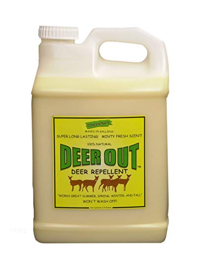 Deer Repellent: Deer Out deer repellent 2 1/2 gallon concentrate